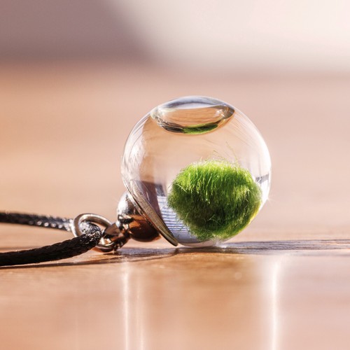 Collana con mini - marimo, alga